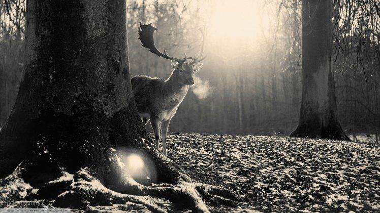 deer, Trees, Nature, Black, Gray HD Wallpaper Desktop Background