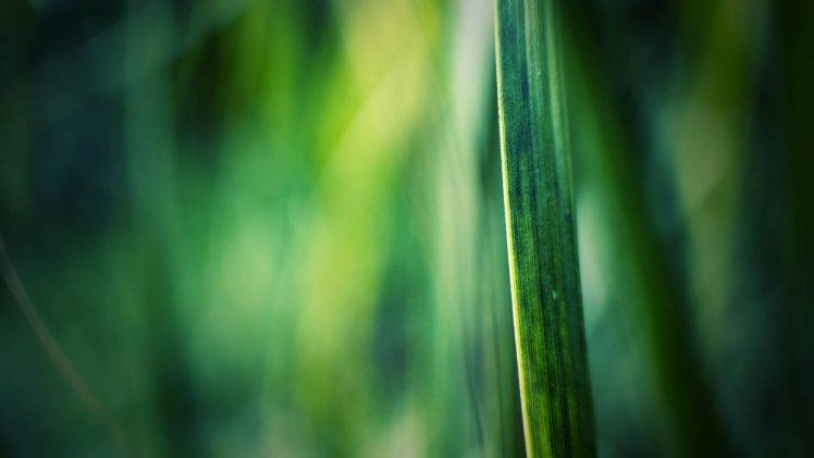 photography, Macro, Green, Nature, Plants HD Wallpaper Desktop Background
