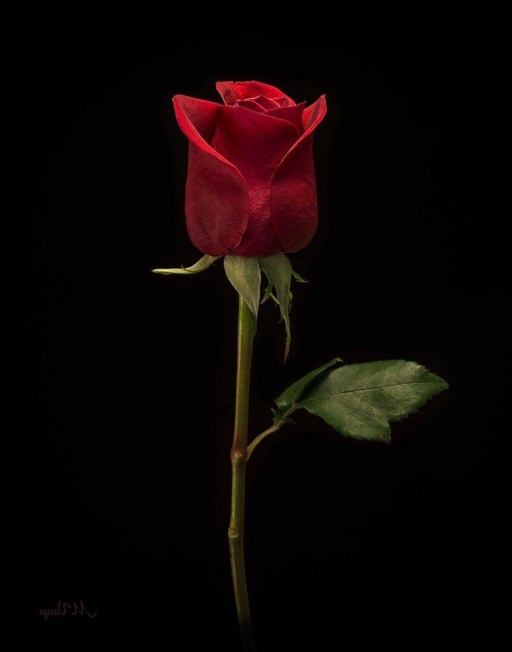 photography, Rose, Flowers HD Wallpaper Desktop Background