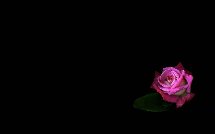 photography, Flowers, Pink Roses HD Wallpaper Desktop Background