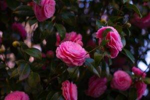 photography, Flowers, Pink Roses