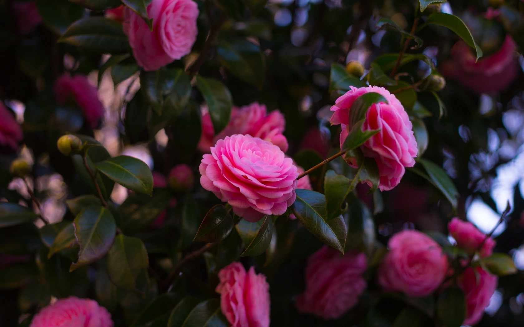 photography, Flowers, Pink Roses Wallpaper