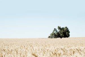 photography, Landscape, Plants, Trees, Field, Nature, Wheat