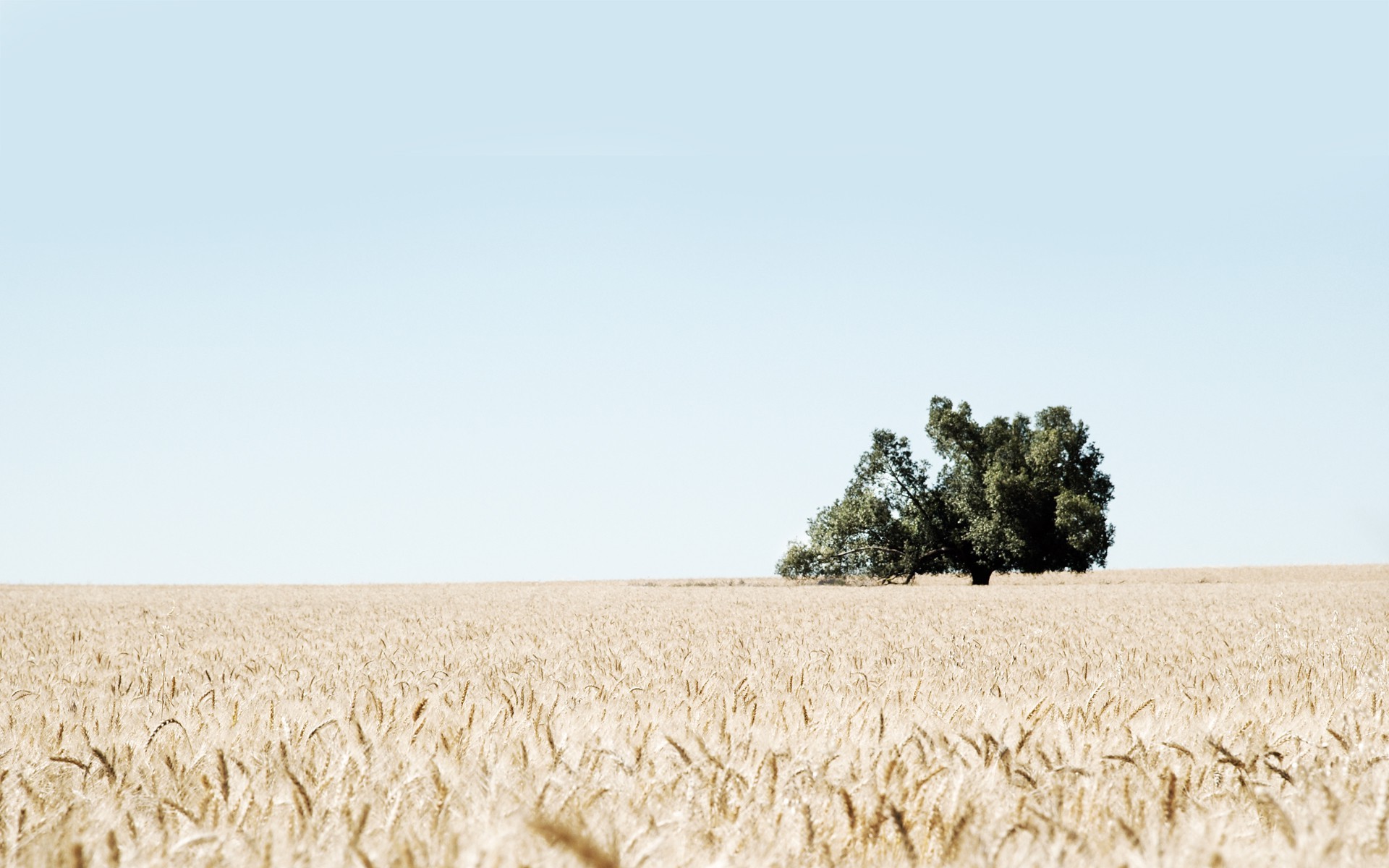 photography, Landscape, Plants, Trees, Field, Nature, Wheat Wallpaper