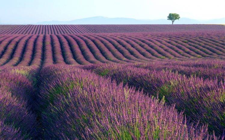photography, Landscape, Nature, Plants, Field, Lavender HD Wallpaper Desktop Background