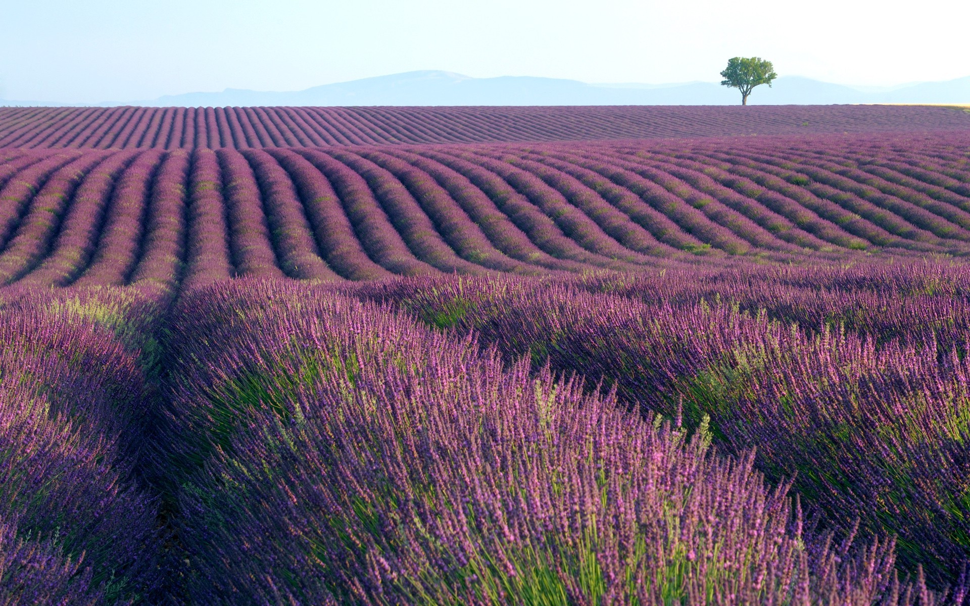 photography, Landscape, Nature, Plants, Field, Lavender Wallpaper