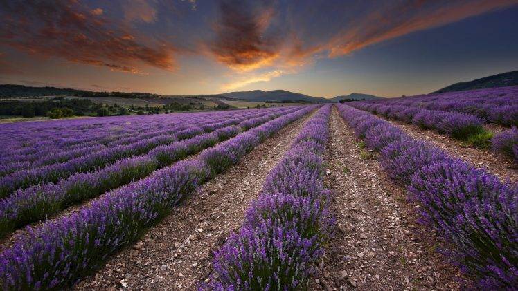 nature, Plants, Landscape, Photography, Lavender, Field HD Wallpaper Desktop Background