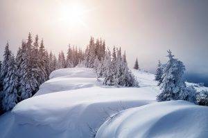snow, Ice, Trees, Landscape, Winter