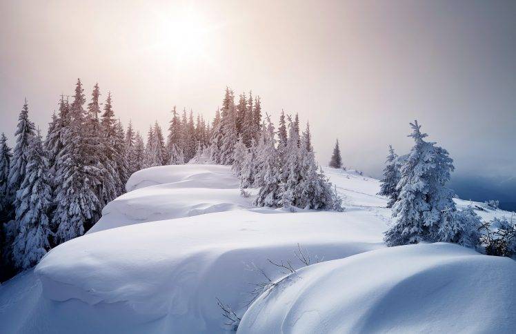 snow, Ice, Trees, Landscape, Winter HD Wallpaper Desktop Background