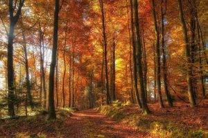 landscape, Nature, Dirt Road, Forest, Sunlight, Sun Rays, Fall, Leaves, Yellow, Orange, Trees