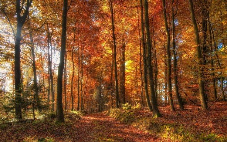 landscape, Nature, Dirt Road, Forest, Sunlight, Sun Rays, Fall, Leaves, Yellow, Orange, Trees HD Wallpaper Desktop Background