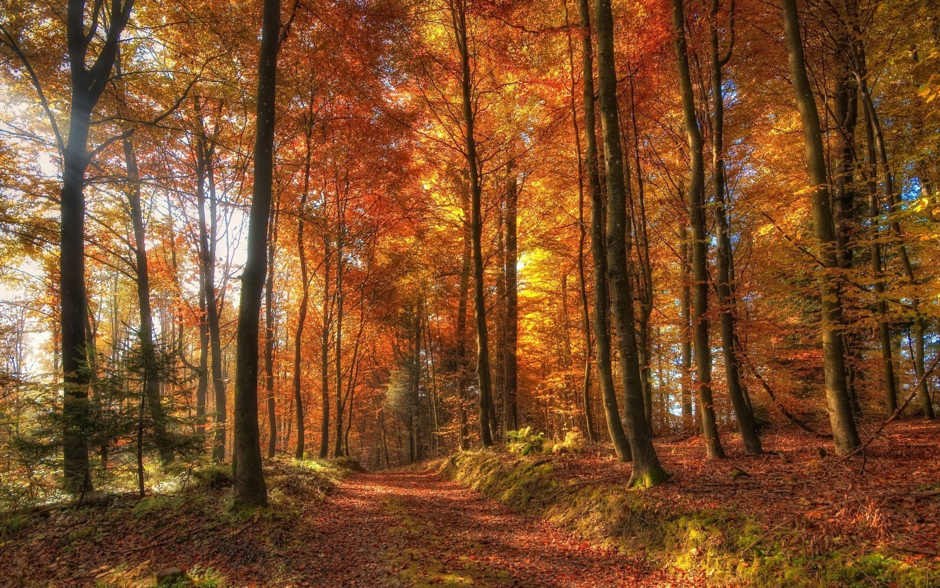 landscape, Nature, Dirt Road, Forest, Sunlight, Sun Rays, Fall, Leaves, Yellow, Orange, Trees Wallpaper