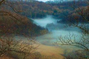 nature, Landscape, Mist, Forest, Fall, Daylight, Trees