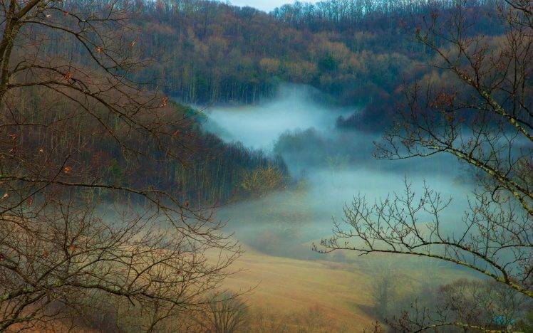 nature, Landscape, Mist, Forest, Fall, Daylight, Trees HD Wallpaper Desktop Background
