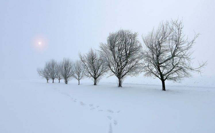 trees, Snow, Winter, Nature, Landscape HD Wallpaper Desktop Background