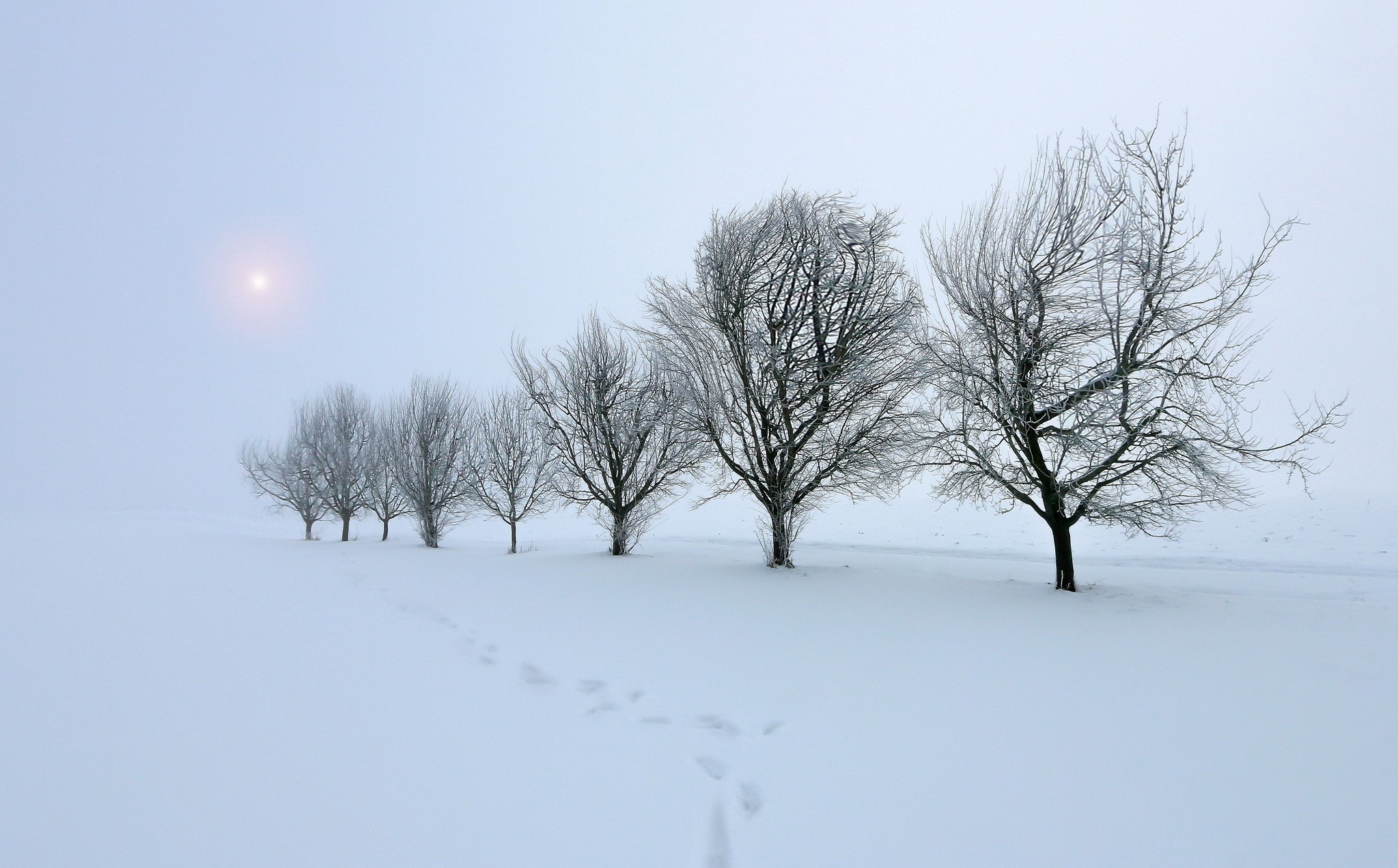 trees, Snow, Winter, Nature, Landscape Wallpaper