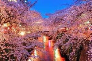 photography, Cherry Blossom, Plants, Trees, Flowers, Lights, River