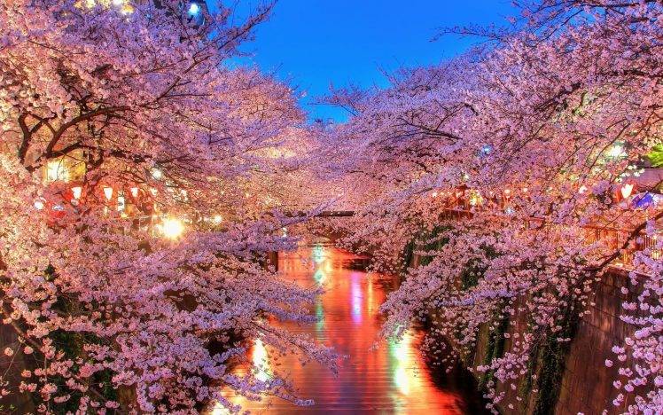 photography, Cherry Blossom, Plants, Trees, Flowers, Lights, River HD Wallpaper Desktop Background