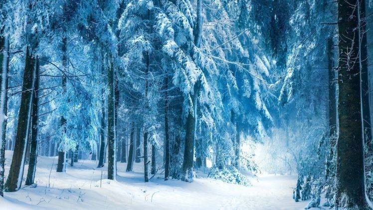 nature, Winter, Snow, Landscape, Trees, Forest, Frost, Branch HD Wallpaper Desktop Background