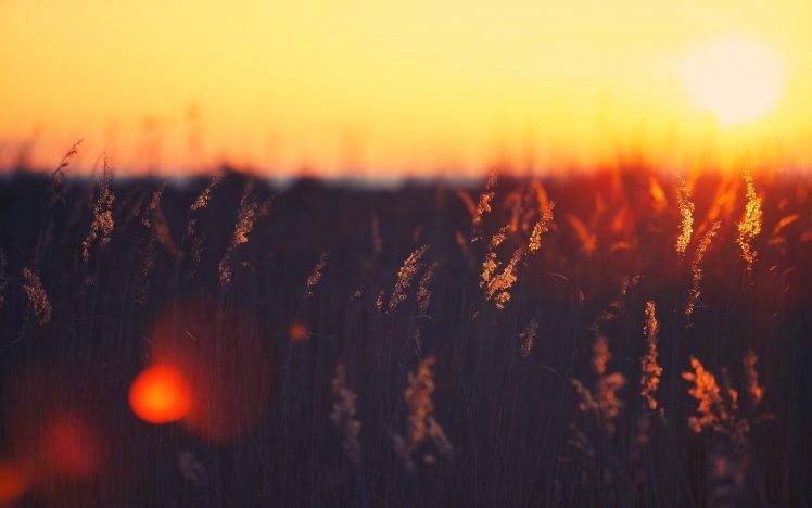 photography, Nature, Flowers, Plants, Depth Of Field, Sunset HD Wallpaper Desktop Background