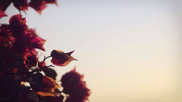 photography, Nature, Flowers, Depth Of Field HD Wallpaper Desktop Background