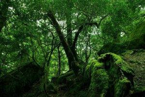 forest, Tropical Forest, Nature, Trees, Landscape