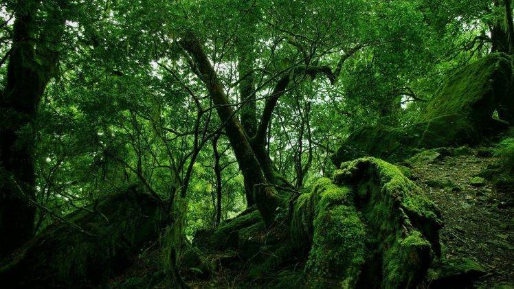 forest, Tropical Forest, Nature, Trees, Landscape HD Wallpaper Desktop Background