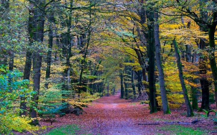 nature, Landscape, Forest, Colorful, Path, Trees, Fall, Leaves HD Wallpaper Desktop Background
