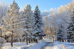 landscape, Winter, Trees, Snow