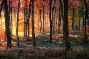 nature, Landscape, Trees, Forest, Branch, Fall, Sun Rays, Leaves, Colorful, Grass