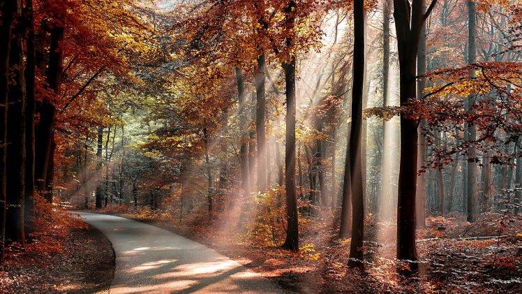 nature, Landscape, Trees, Forest, Branch, Sun Rays, Road, Fall, Leaves, Shadow, Plants HD Wallpaper Desktop Background