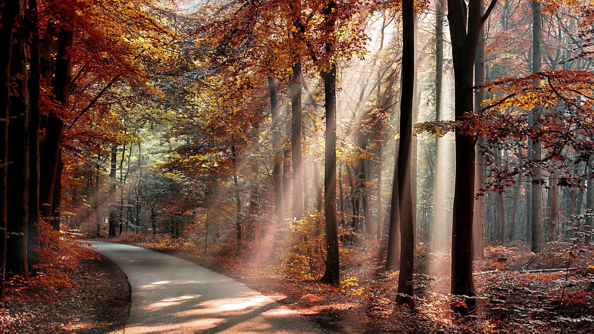 nature, Landscape, Trees, Forest, Branch, Sun Rays, Road, Fall, Leaves, Shadow, Plants Wallpaper