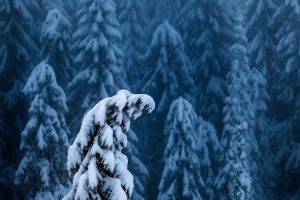 nature, Landscape, Trees, Forest, Branch, Winter, Snow, Pine Trees, Depth Of Field