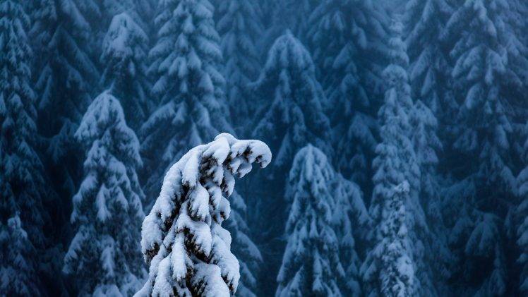 nature, Landscape, Trees, Forest, Branch, Winter, Snow, Pine Trees, Depth Of Field HD Wallpaper Desktop Background