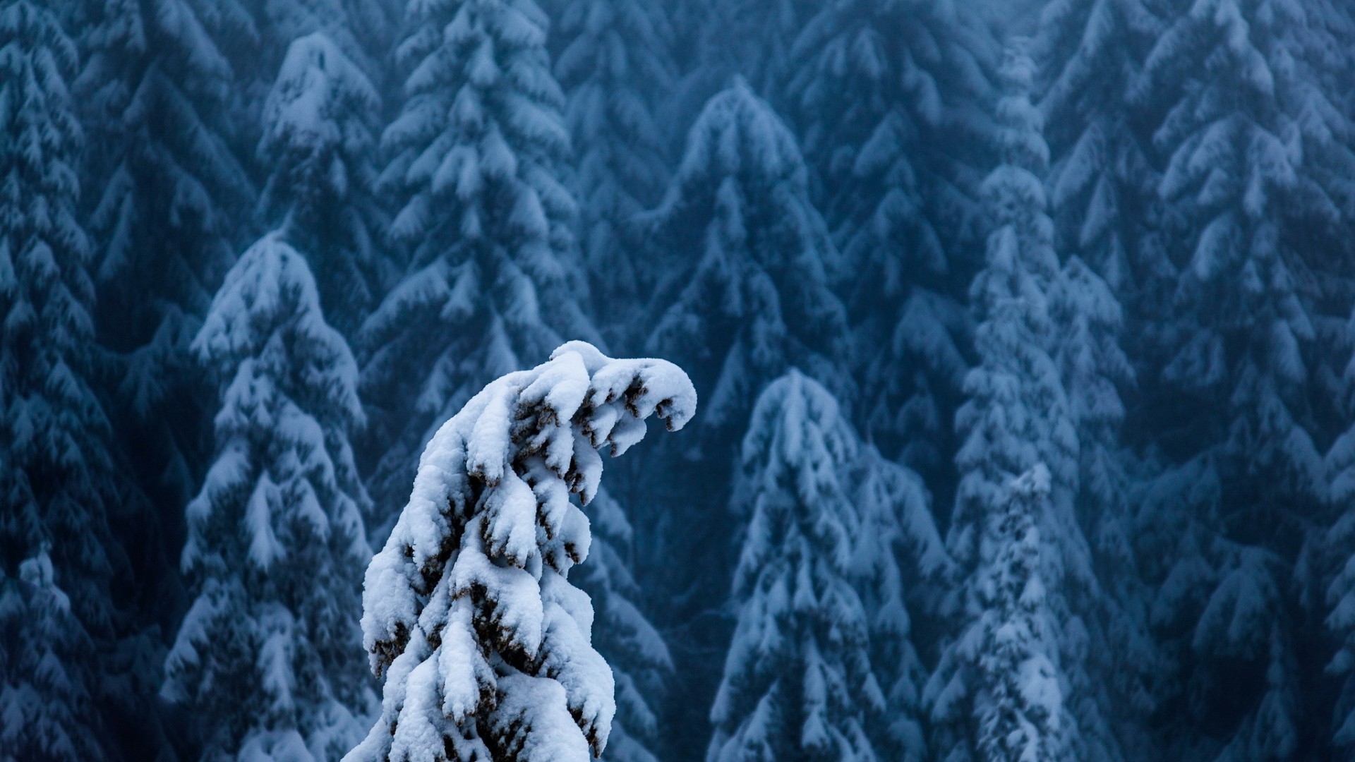 nature, Landscape, Trees, Forest, Branch, Winter, Snow, Pine Trees, Depth Of Field Wallpaper