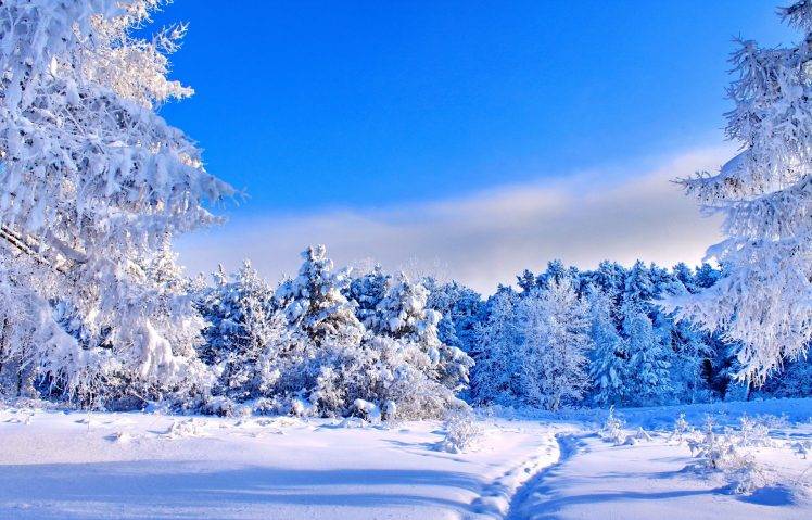 winter, Landscape, Trees, Nature, Snow HD Wallpaper Desktop Background
