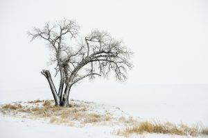 winter, Landscape, Trees, Nature