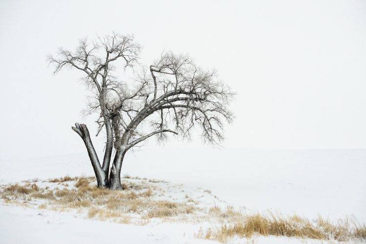 winter, Landscape, Trees, Nature HD Wallpaper Desktop Background