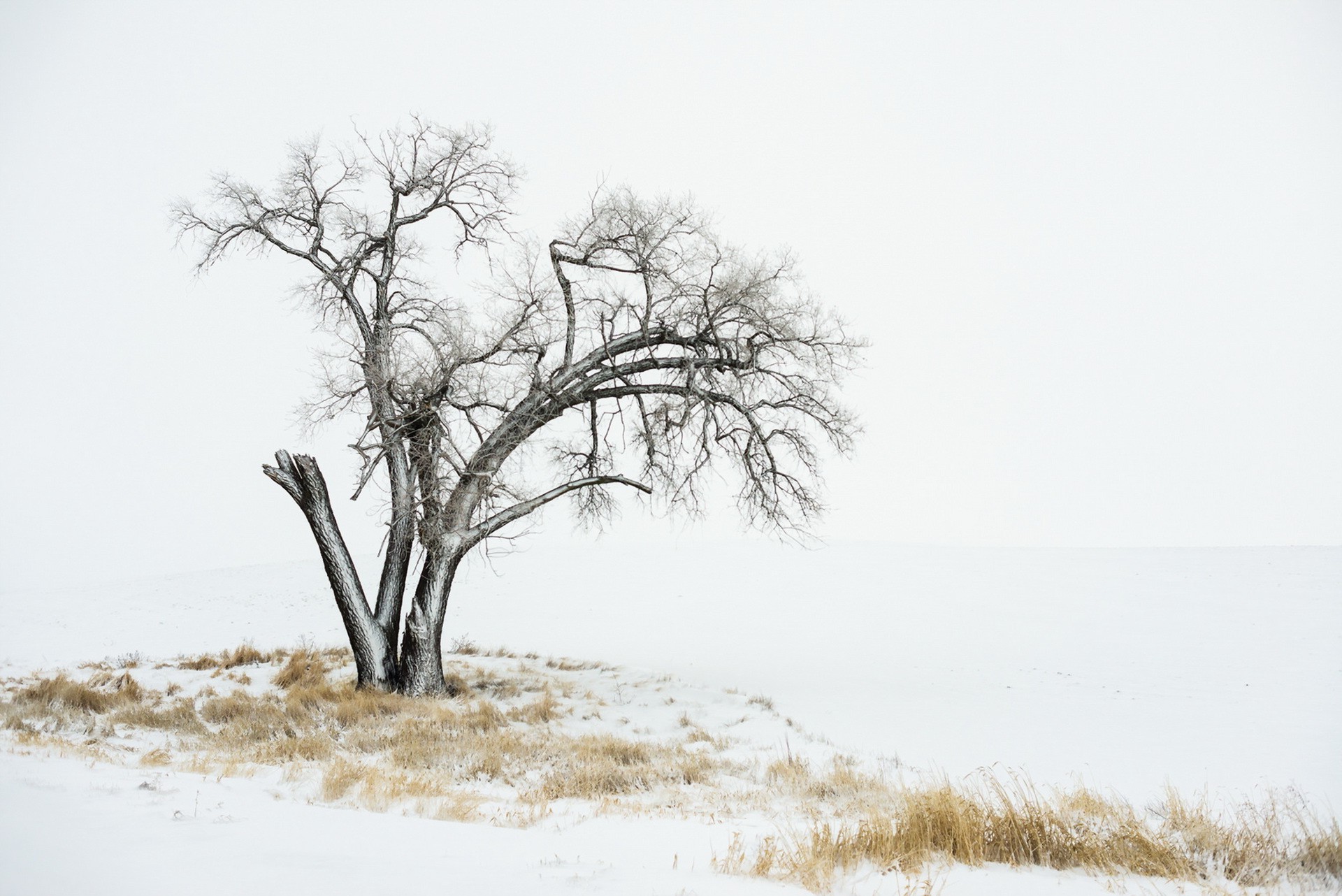 winter, Landscape, Trees, Nature Wallpaper
