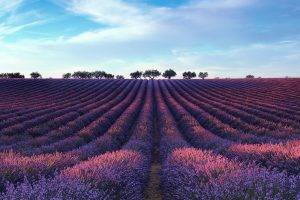 field, Landscape, Lavender