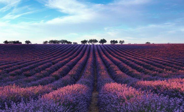 field, Landscape, Lavender HD Wallpaper Desktop Background