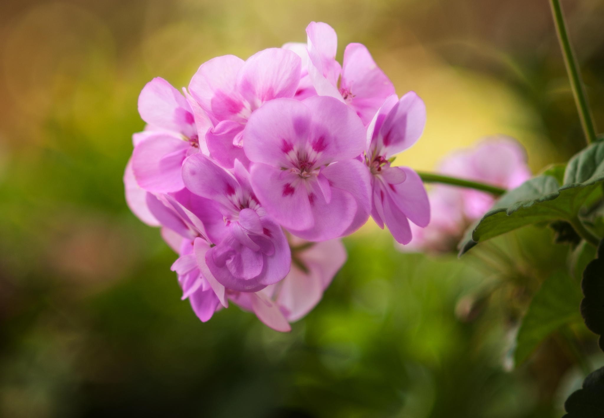 flowers, Macro Wallpaper