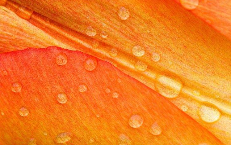 flowers, Macro, Water Drops HD Wallpaper Desktop Background