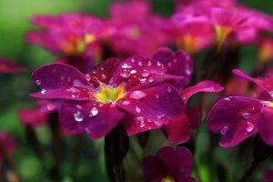 flowers, Macro, Water Drops