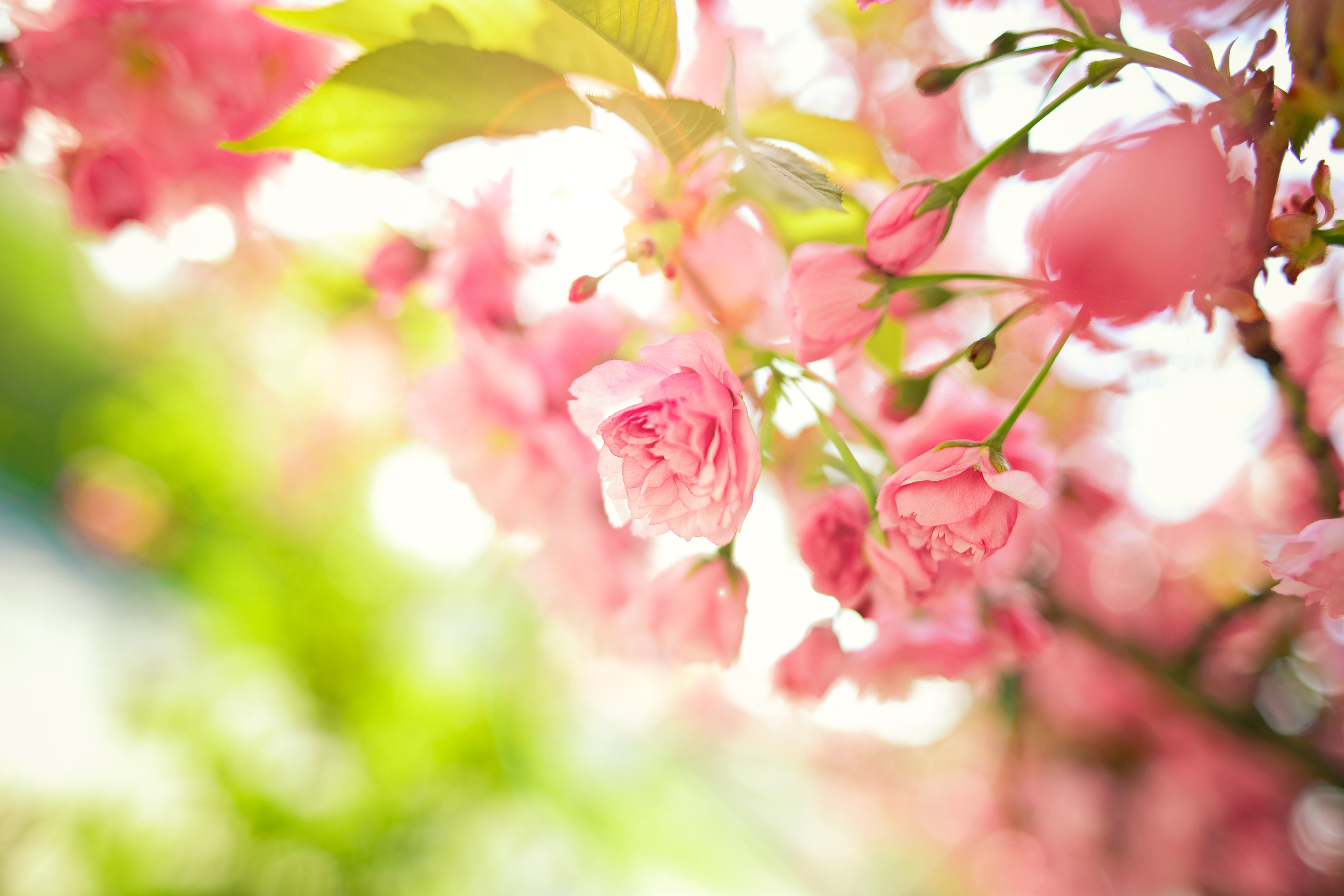 flowers, Macro, Blossoms Wallpaper