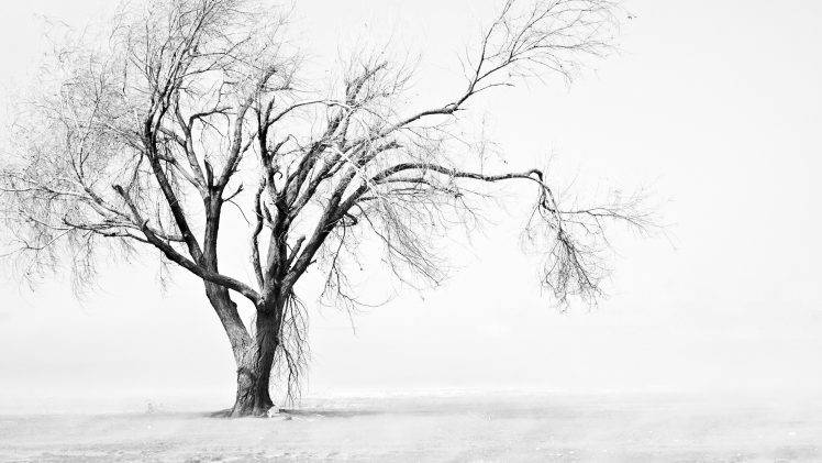 photography, Nature, Landscape, Trees, Branch, Winter HD Wallpaper Desktop Background