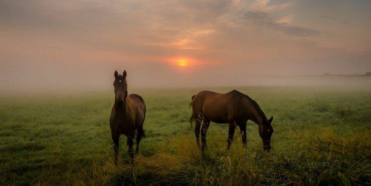 landscape, Animals, Mammals, Horse HD Wallpaper Desktop Background