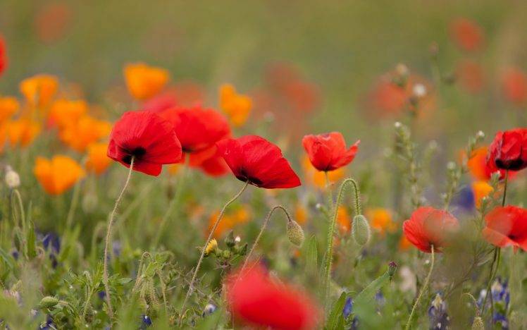 poppies, Flowers Wallpapers HD / Desktop and Mobile Backgrounds