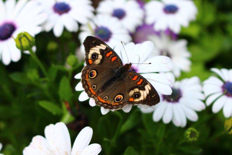 insect, Lepidoptera, Flowers, Macro HD Wallpaper Desktop Background