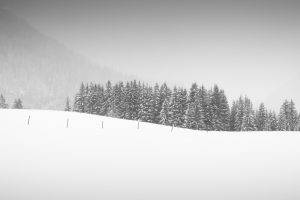 snow, Landscape, Trees